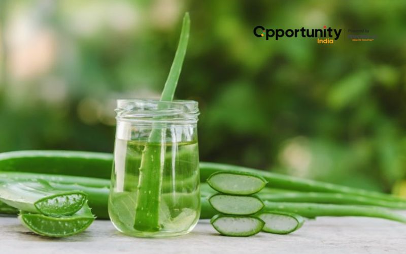 Aloe Vera Farming in India: A Business Plan